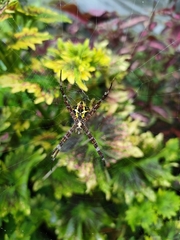 Argiope