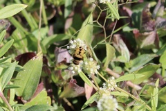 Palpada pusilla