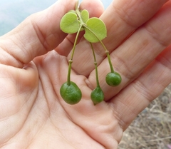 Capparis rotundifolia