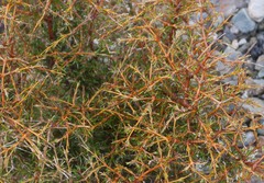 Coprosma rugosa