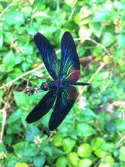 Rhyothemis plutonia