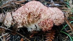Ramaria botrytis