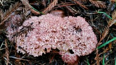 Ramaria botrytis