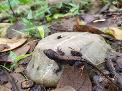 Anolis mccraniei