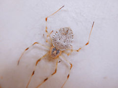 Herennia multipuncta