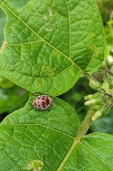 Henosepilachna vigintioctopunctata