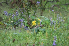 Silphium perfoliatum