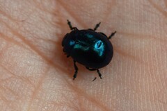 Chrysolina coerulans