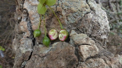Capparis rotundifolia