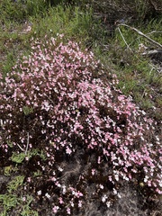 Stylidium repens