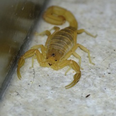 Centruroides testaceus