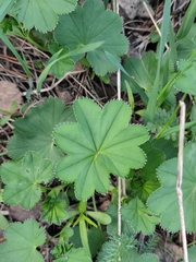 Alchemilla