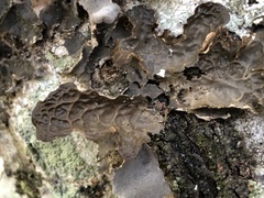 Lobaria anomala