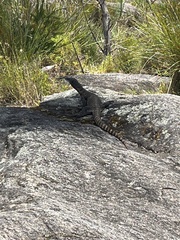 Varanus rosenbergi