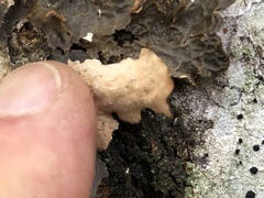 Lobaria anomala