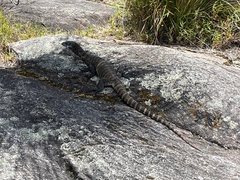 Varanus rosenbergi