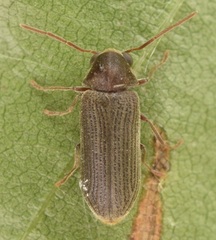 Oligomerus