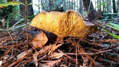 Cortinarius infractus