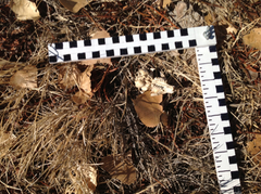 Cynomys gunnisoni