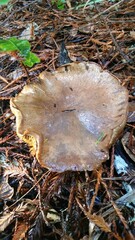 Cortinarius infractus