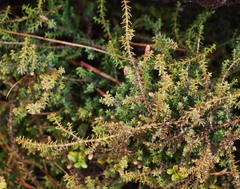 Lepidothamnus laxifolius