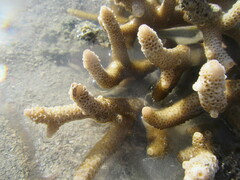 Acropora pulchra