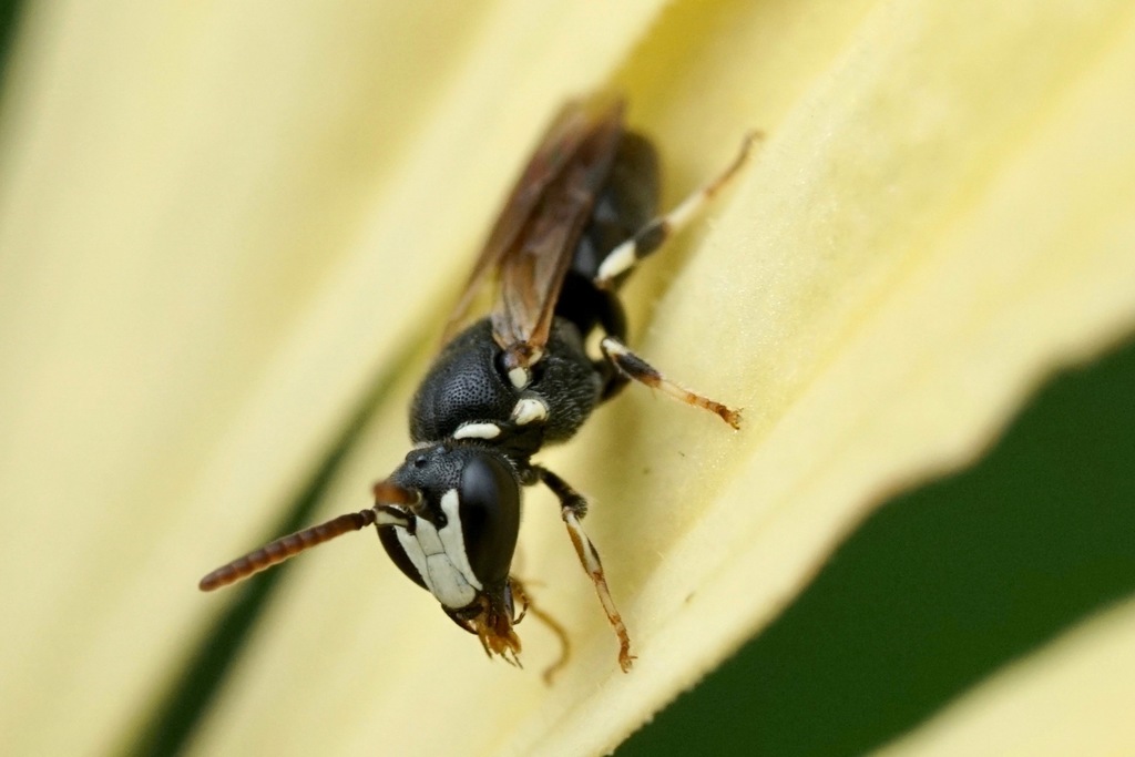Slender-faced Masked Bee