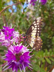 Catasticta nimbice