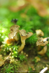 Craterellus undulatus
