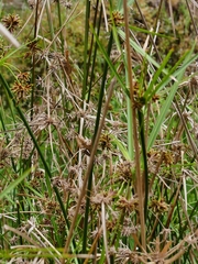 Cyperus vaginatus