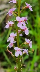 Stylidium