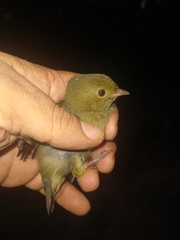 Ceratopipra mentalis