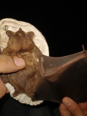 Artibeus lituratus