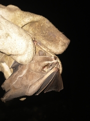 Uroderma bilobatum convexum