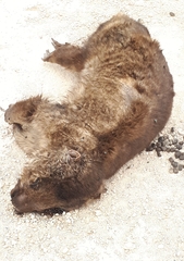 Lasiorhinus latifrons