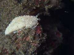 Dermatobranchus tuberculatus