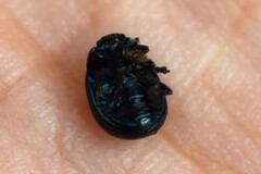 Chrysolina coerulans