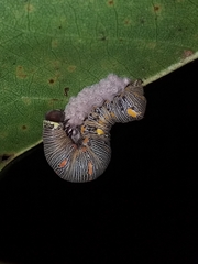 Gonodonta
