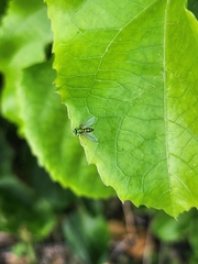 Chrysosoma globiferum