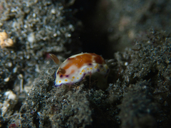 Goniobranchus collingwoodi