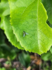 Chrysosoma globiferum