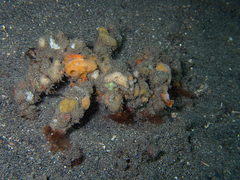 Camposcia retusa