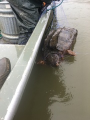 Macrochelys temminckii