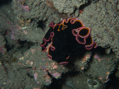 Pseudobiceros gloriosus