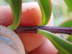 Veronica decumbens