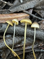 Mycena aurantiomarginata