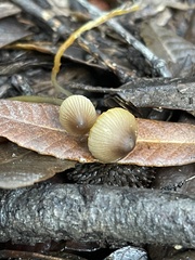Mycena aurantiomarginata