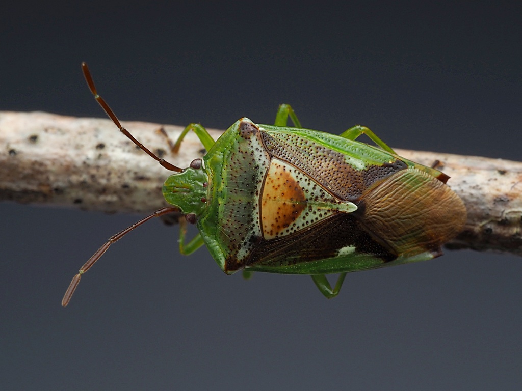 Forest Shield Bug From Kaeo, New Zealand On November 18, 2022 At 12:03 