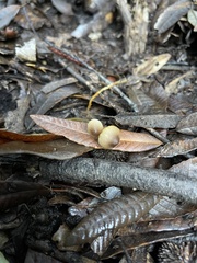 Mycena aurantiomarginata