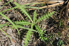 Cirsium nuttallii